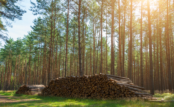 Nest begins process of appointing fund managers for timberland investment