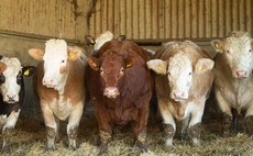 Food production working hand in hand with nature on Buckinghamshire beef and sheep farm