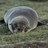 LensTalk | Fur Seals and Shores: A Coexistence That Endures