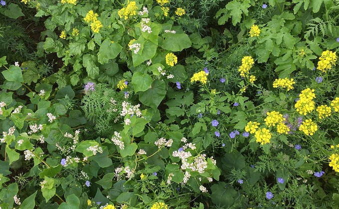 Choose cover crop mixes for rotational benefits over SFI eligibility