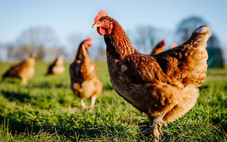 Defra and Scottish Government remove 16-week derogation period for free range eggs