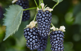 British blackberries are the latest 'superfood' secret