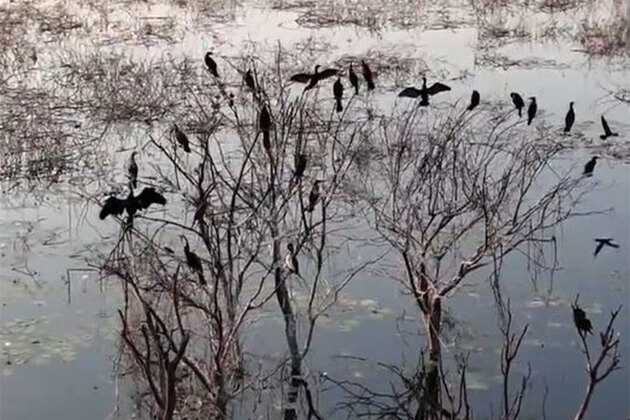Tamil Nadu: Panjappur Lake emerges as key urban wetland for migratory birds in Trichy