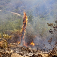 SYRIA-LATAKIA-WILDFIRE