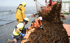  First commercial-scale offshore wind seaweed farm harvested off Dutch coast