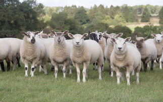 Managing store lambs to maximise performance