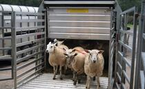 Processor deductions for animals from bluetongue restricted zones highlights 'unfairness in the supply chain'