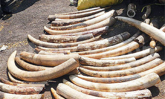 Britain to ban ivory sales Britain to ban ivory sales