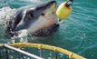 Shark puts bite on NZ seismic shoot