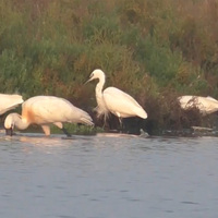 Large flocks of rare migratory birds spotted in Thoothukudi
