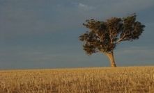 Calls for WA drought plan