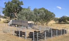 Live exports thriving: Hartsuyker