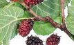 Mulberry-6 bears fruit for Tintaburra JV 