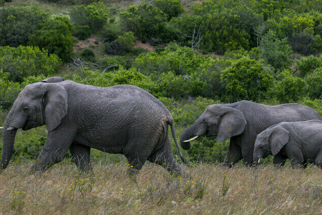 South Africa moves dozens of elephants in conservation milestone