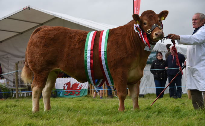 Limousin leads Merioneth showring 