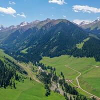 New study traces how Earth's alpine plant diversity evolved