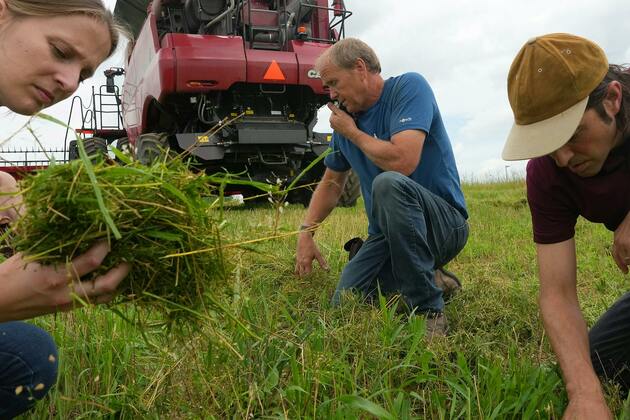 Counterpoint- Winter camelina holds promise for Minnesota farmers, environment and citizens