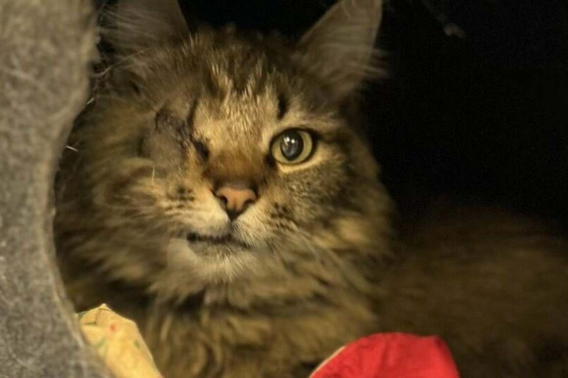 HCH Pet of the Week- Shallot