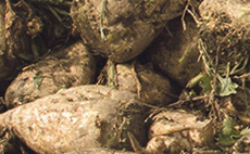 NFU Sugar 'outraged' as British Sugar announces beet contract without NFU agreement