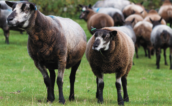 Test your skills, you could win £250 plus a £250 ram voucher in the 2020 sheep stockjudging competition