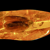 Russian miners find 40-million-year-old cockroach (VIDEO)