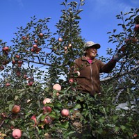 Where sand once blew, apple harvest in full swing