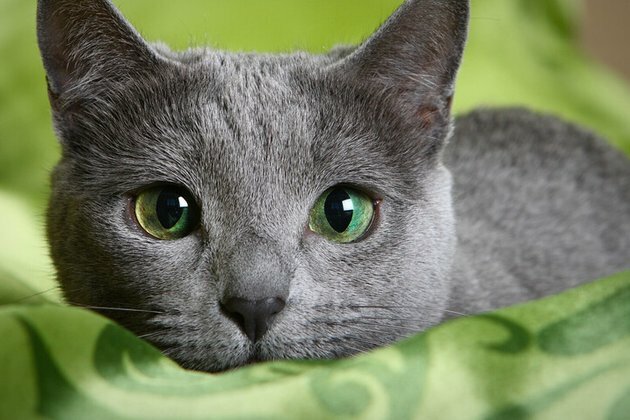 5 facts about the Russian Blue - the aristocrat among cats