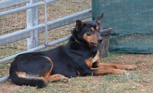  Working dogs are the focus of new research. Picture Mark Saunders. 