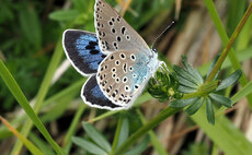 Cattle help bring endangered butterfly back from brink