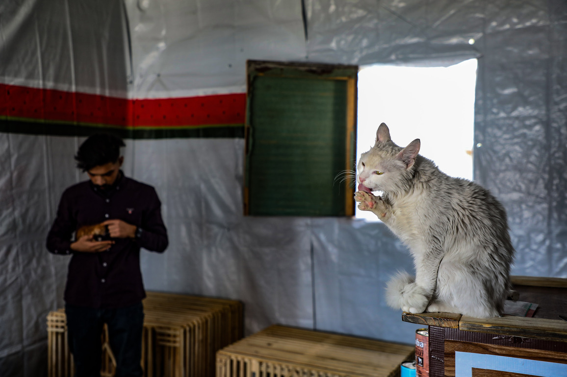 MIDEAST-GAZA CITY-STRAY CATS