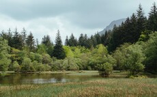 Forestry England to rewild 8,000 hectares of land to support wildlife and tree health