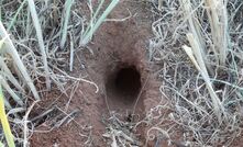 Counting the number of mouse burrows can be a good indicator of potential issues.
