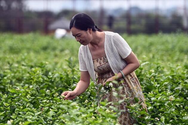 China's Guangxi emerges as global hub for tea industry amid tech upgrade