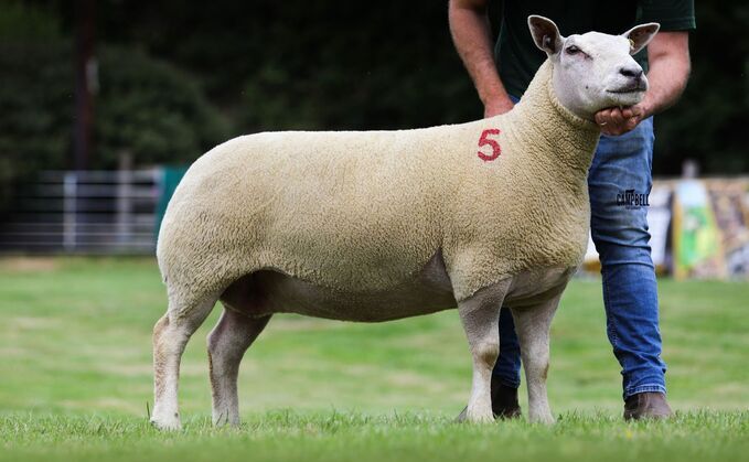 Edstaston sale topper, £5,100