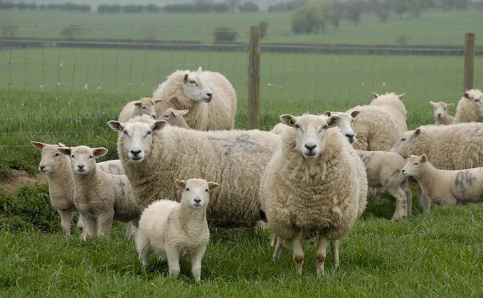 SHEEP SPECIAL: Focus on immunity-led disease prevention can protect young lambs