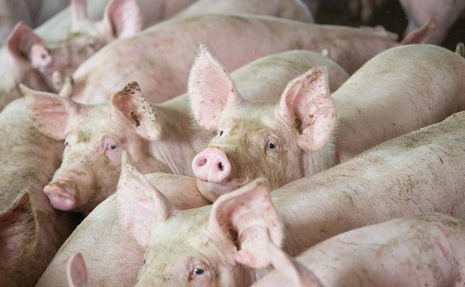 Pig sector losses could push industry into collapse