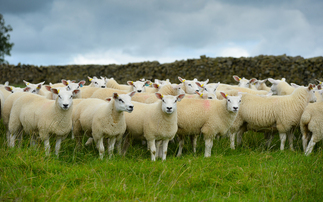 First Bluetongue case found in sheep