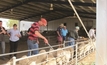 Electronic ID brings benefits for sheep producers