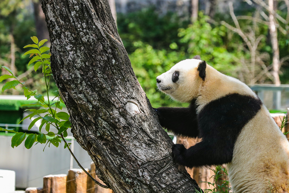 (EcoChina) CHINA-SHAANXI-HANZHONG-GIANT PANDA-BASE (CN)