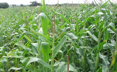 Partner Insight: Managing Maize