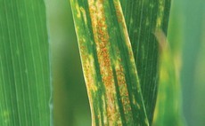 Growers are advised to manage disease risk to protect good yield potential