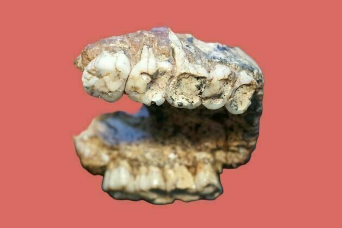 2-million-year-old pitted teeth from our ancient relatives reveal secrets about human evolution