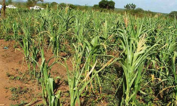 Substandard inputs leading to poor food yields Substandard inputs leading to poor food yields