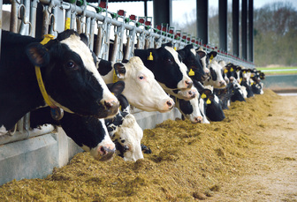 Danish farmers raise concerns about Bovaer