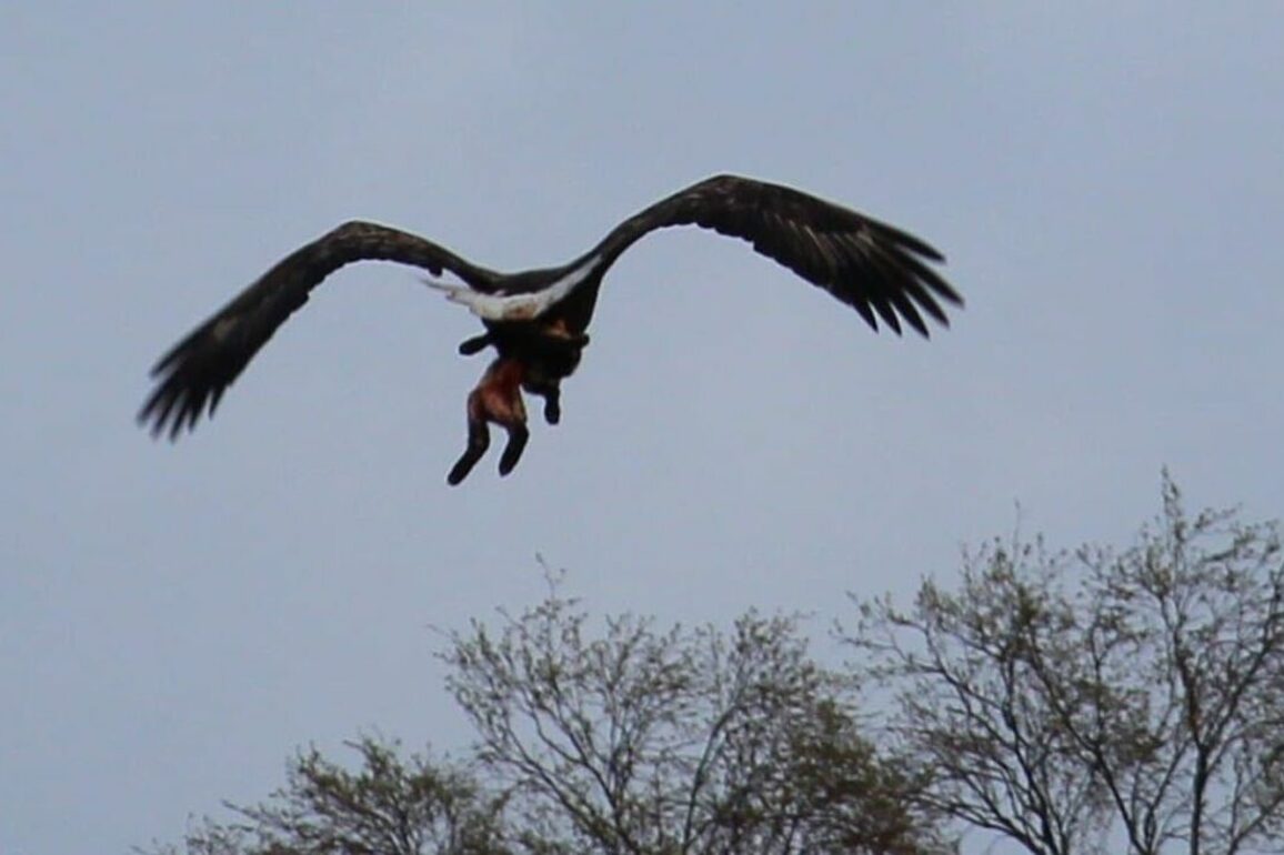 Shocking moment live lamb is snatched by sea eagle in Lochaber