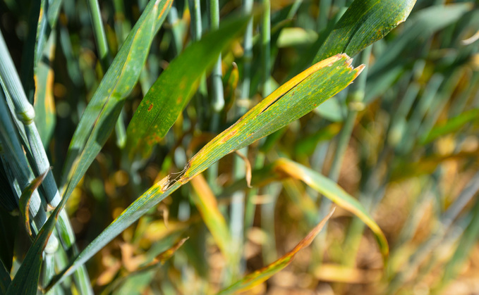 Early crop disease levels set stage for a challenging season ahead