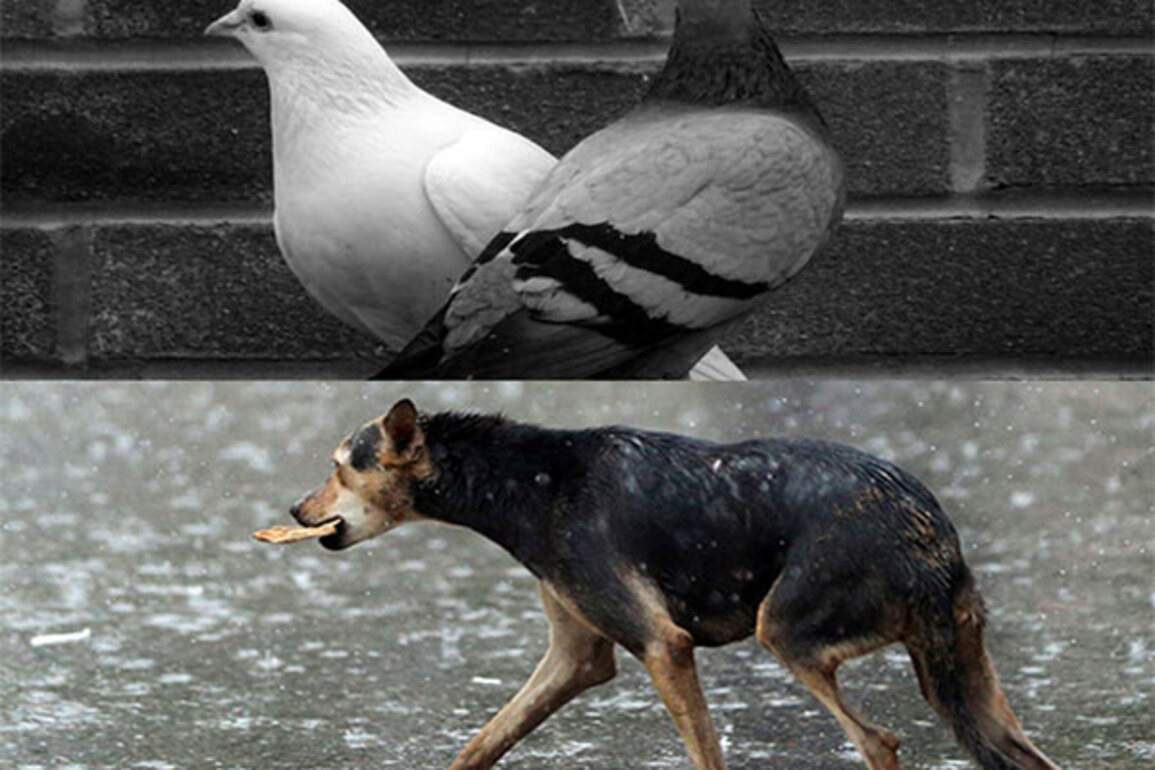 Saamna criticises focus on pigeons and stray dogs over humans; says people suffer from hunger, disease, and poverty