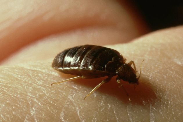 France appeals for end to bedbugs panic