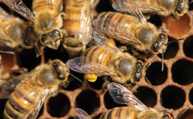 British beekeeping stung by Brexit import rules