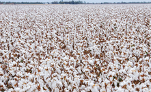 GPA issues a warning after Cotton Australia reports early signs of off-target spray drift damage.  